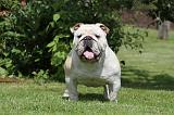 BULLDOG ANGLAIS 033